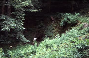 Butterley Tunnel Eastern Portal (2004)