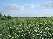 South from the lane, not a sign of the canal can be seen.