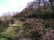 The trunks were stacked in the canal bed to act as wildlife habitats.