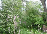 From here, the canal has been filled in and is more-or-less totally overgrown...