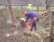 The chain saw could be heard well away, making short work of the bigger trees...