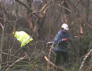 Some workers were clearing the lesser trees with hand tools...