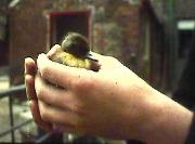 A misplaced duckling chick rescued by a kindly CCS worker.