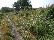 The old dry dock, chocked with weeds and undergrowth.