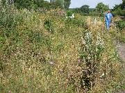 Mike Kelly surveying the extent of the overgrowth