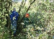 More clearance and tree felling - from the land this time.