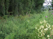 And this is why, the vegetation growth completely conceals the offside wall which was the target for the week's work