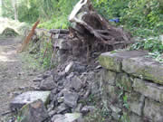 Another tree root being tirfored out. Beneath it you can see the damage that is caused to the wall when roots grow through it 