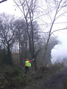 The chainsaw operators, all professionally trained, work on removing the trees. Photo: George Rogers