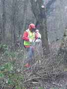 The chainsaw starts on a tree... Photo: George Rogers