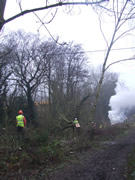 And the tree is down. Photo: George Rogers