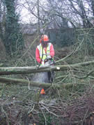 Now it must be logged. Photo: George Rogers